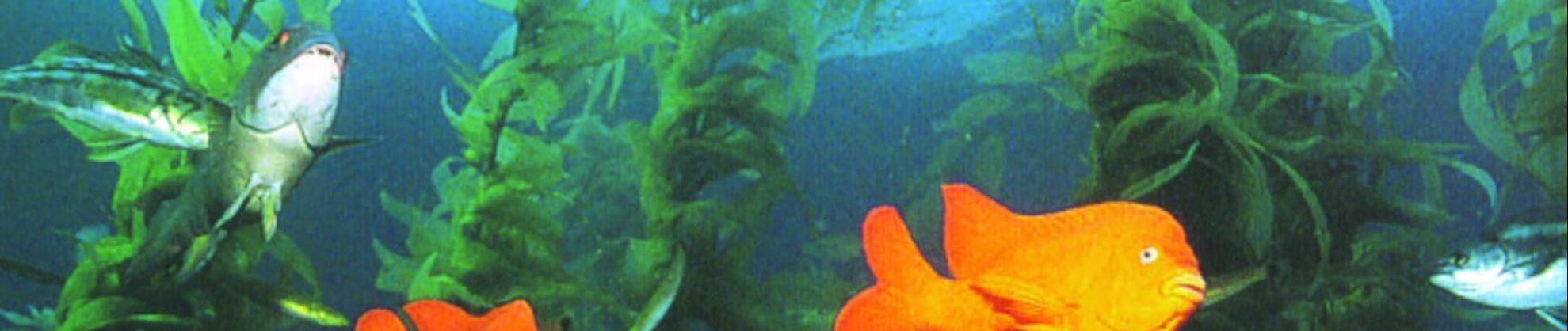 Picture of Ecology of Marine Fishes 2nd Edition – SCMI